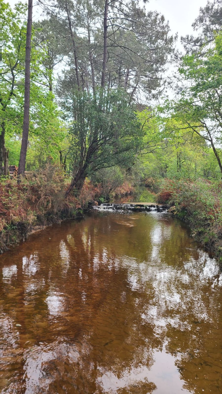 Un cours d'eau calme, contenu par ses berges et un petit seuil, dans la forêt landaise