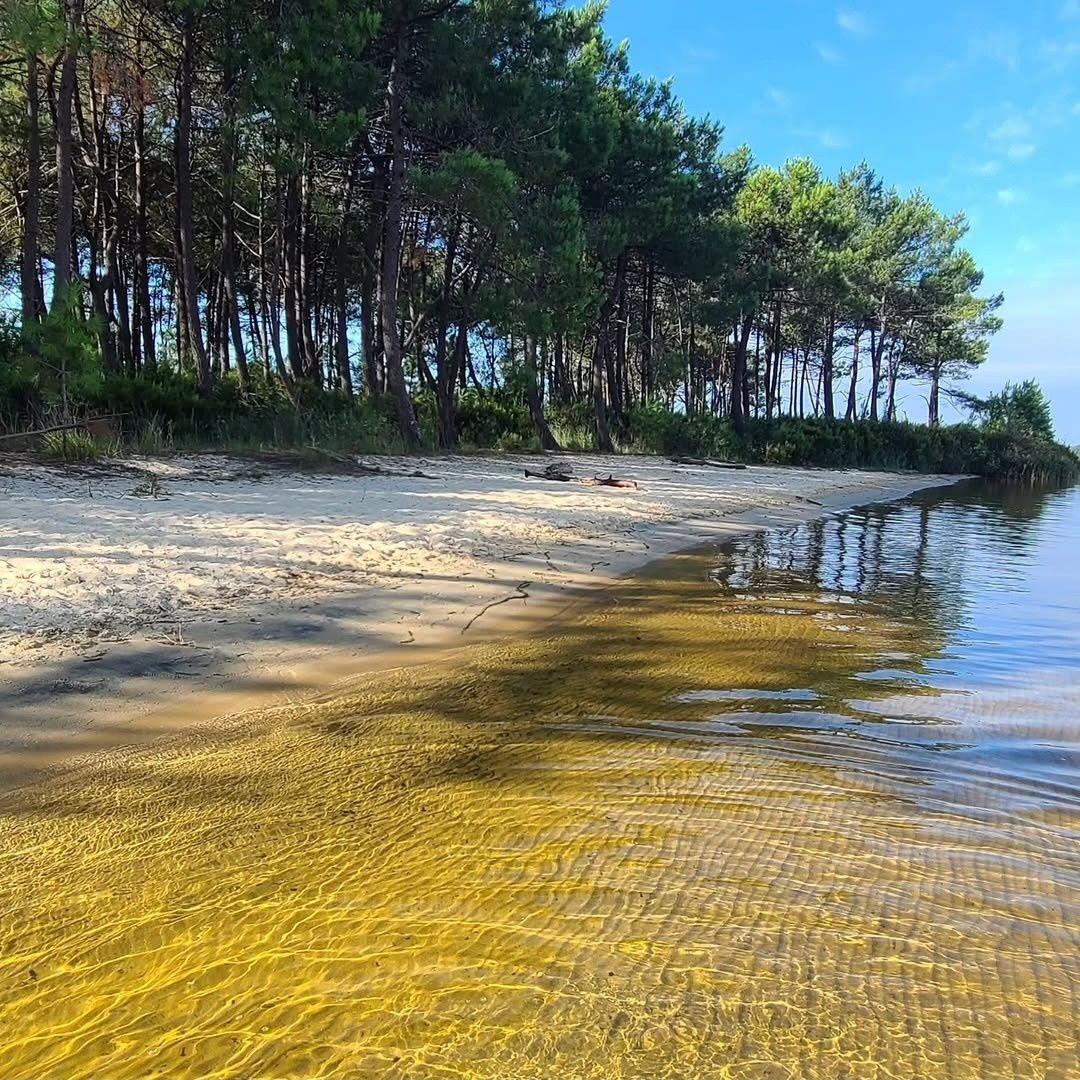 Plage calme et eau cristalline bordée de pins