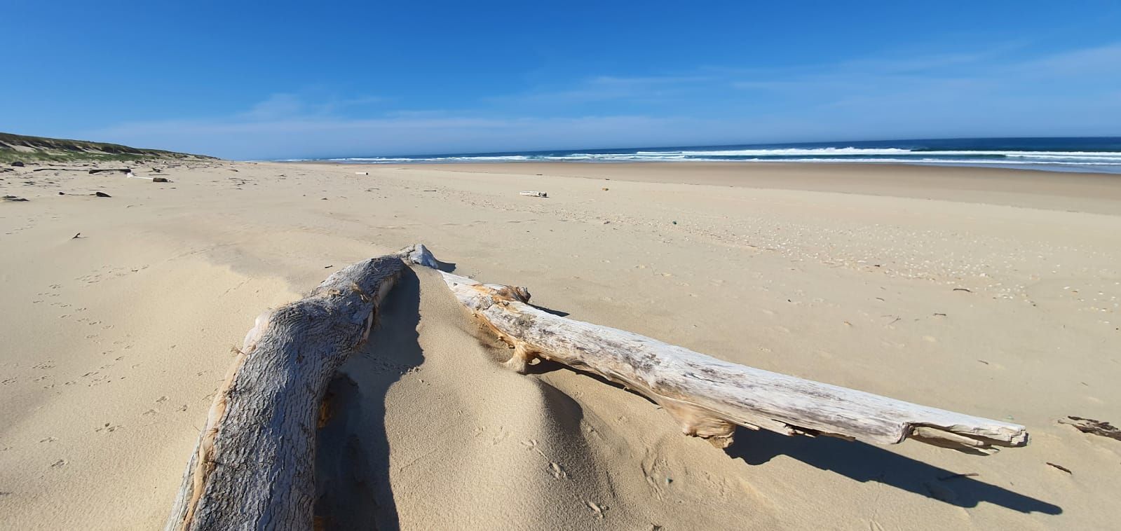 Bois flotté façonné par la mer, sur une plage déserte